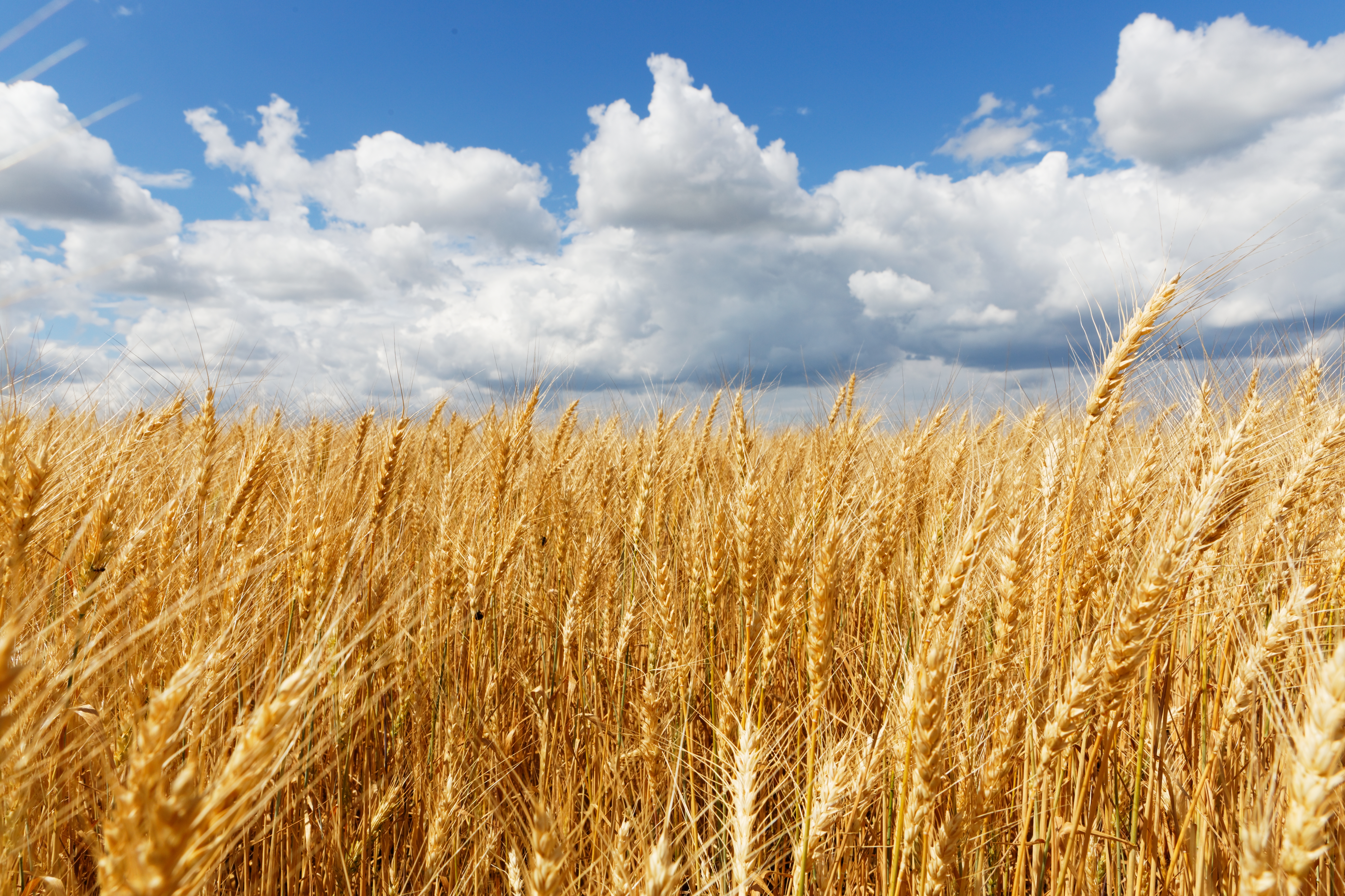 beautiful-shot-of-whet-field-with-cloudy-sky